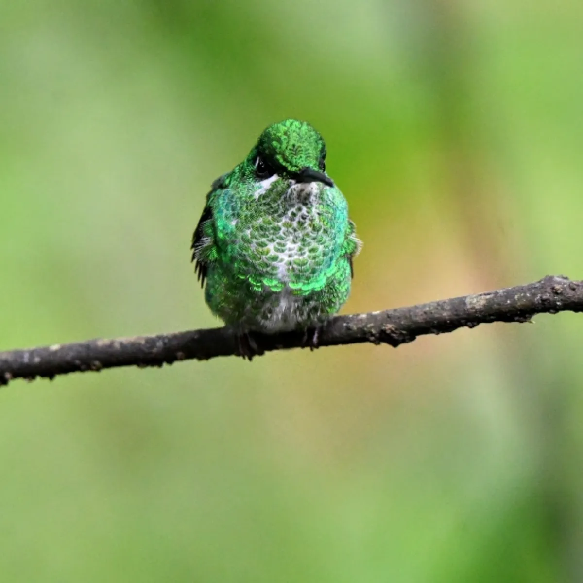 Gespotte Groenkruinbriljantkolibrie