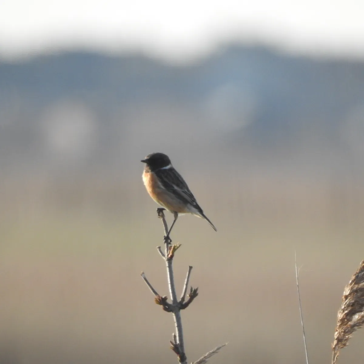 Gespotte Roodborsttapuit
