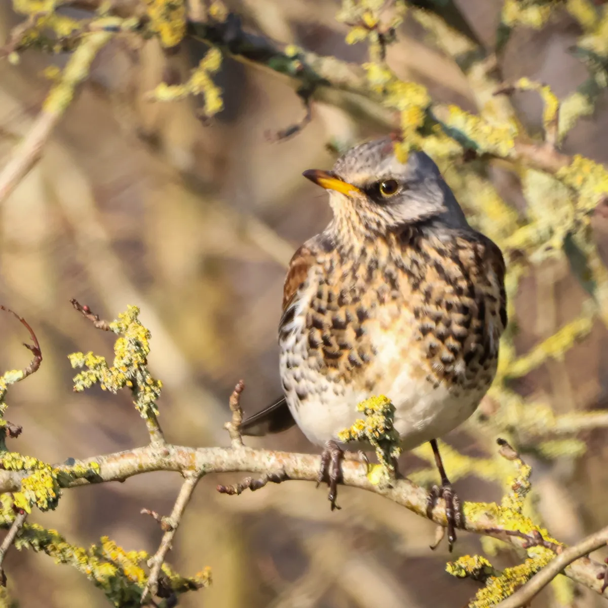 Spotted Fieldfare