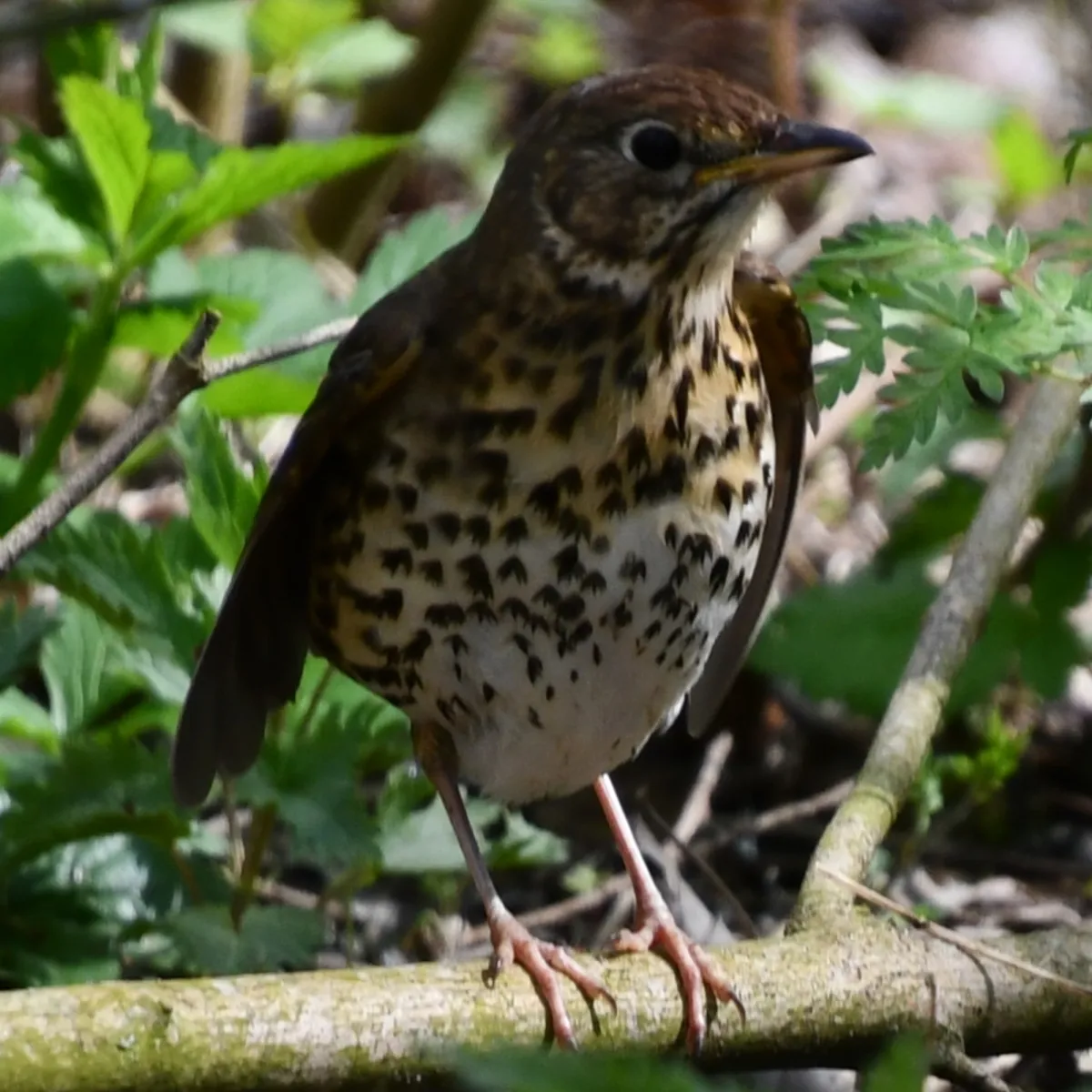 Spotted Song Thrush