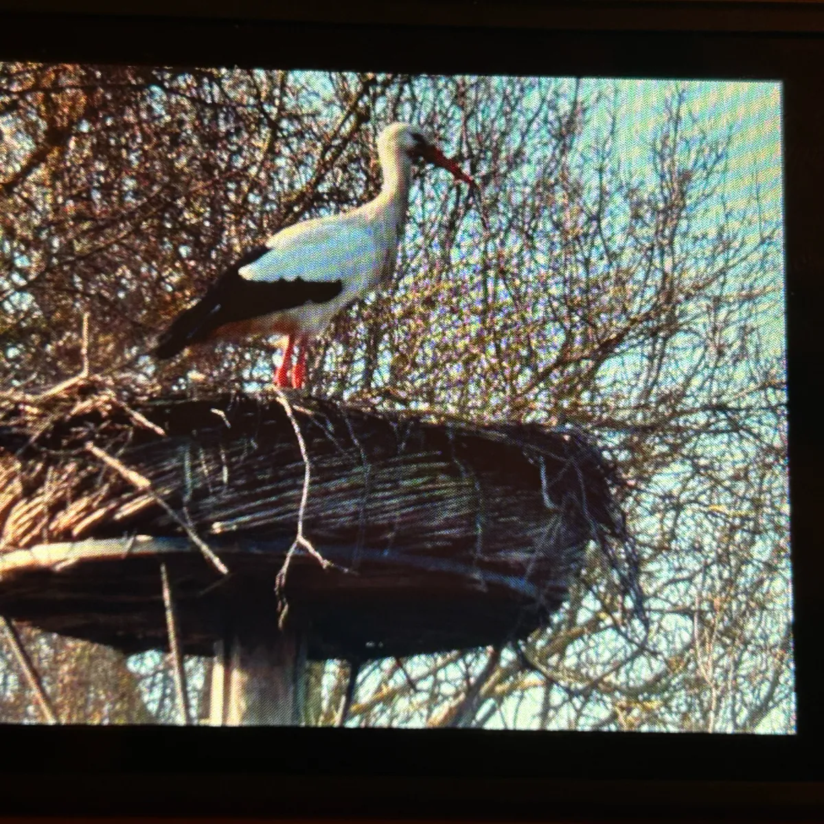 Spotted White Stork