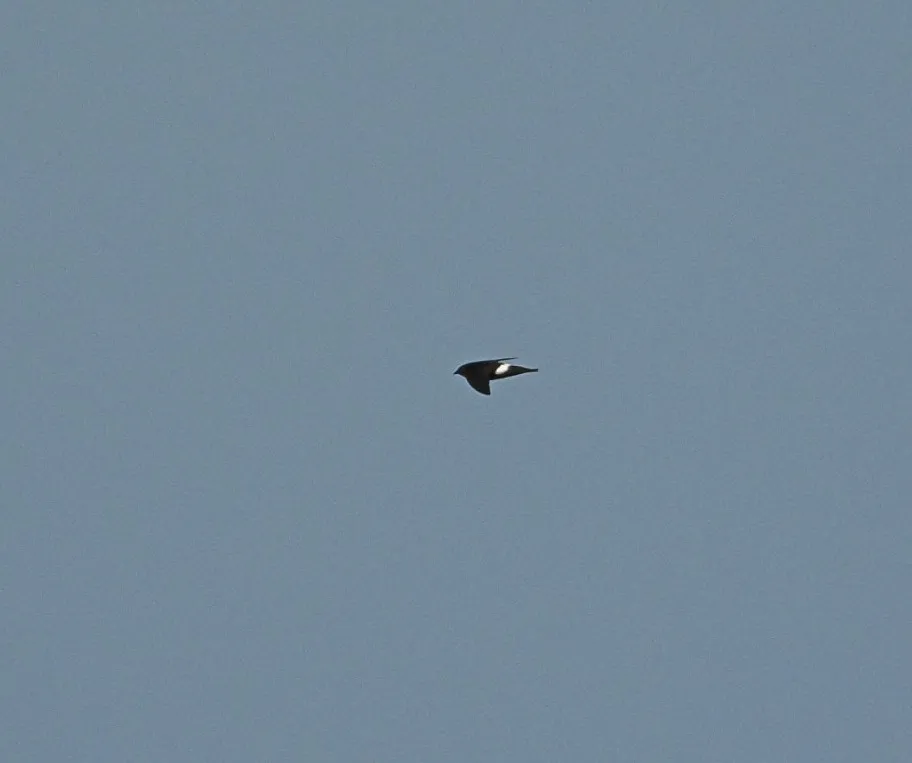 Spotted Pacific Swift
