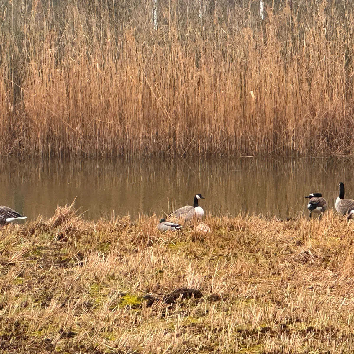 Gespotte Grote Canadese gans