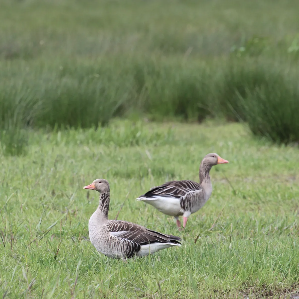 Gespotte Grauwe gans
