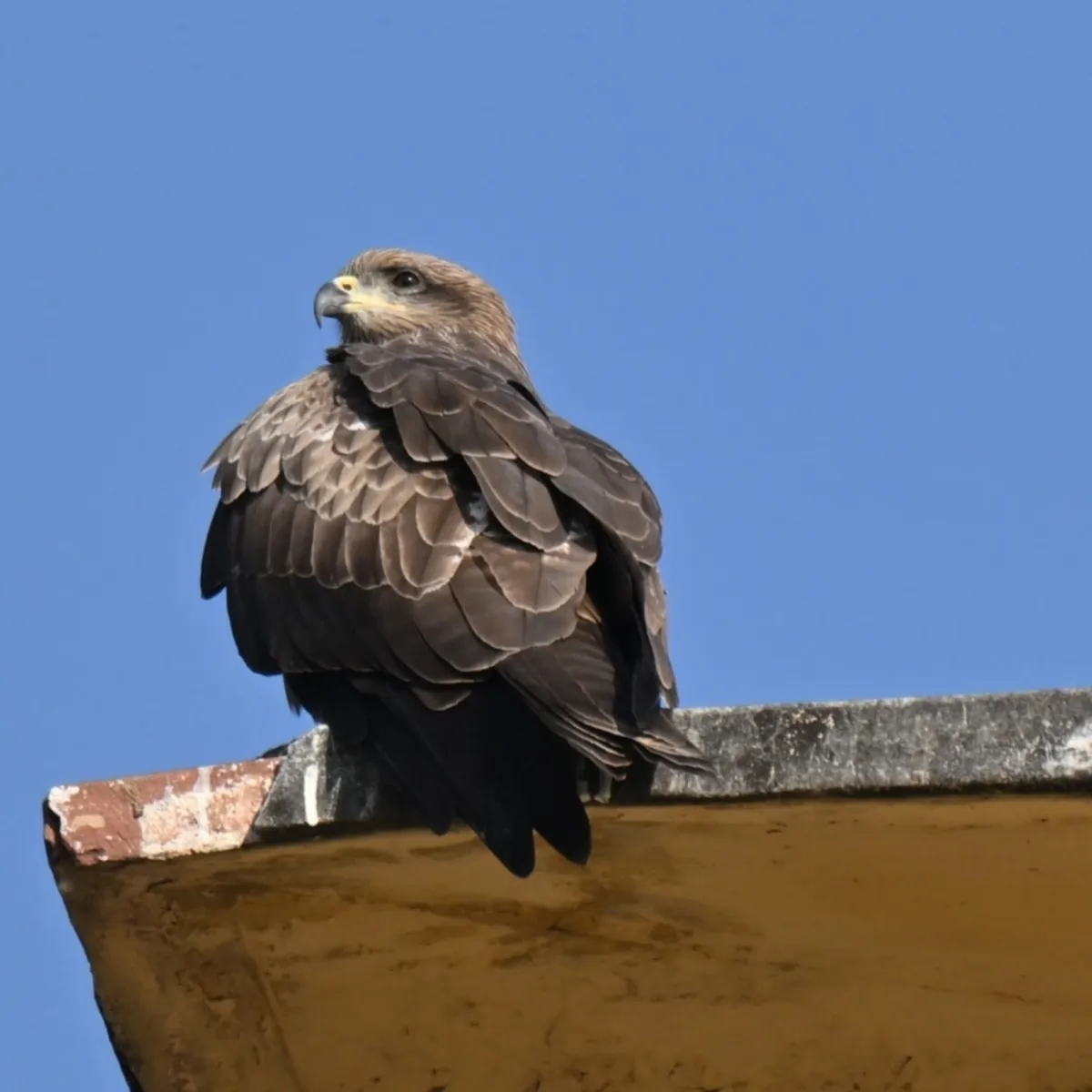 Spotted Black Kite