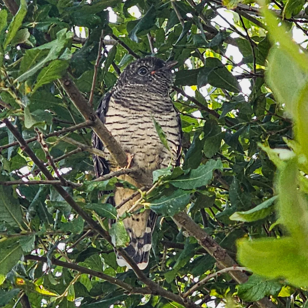 Spotted Common Cuckoo