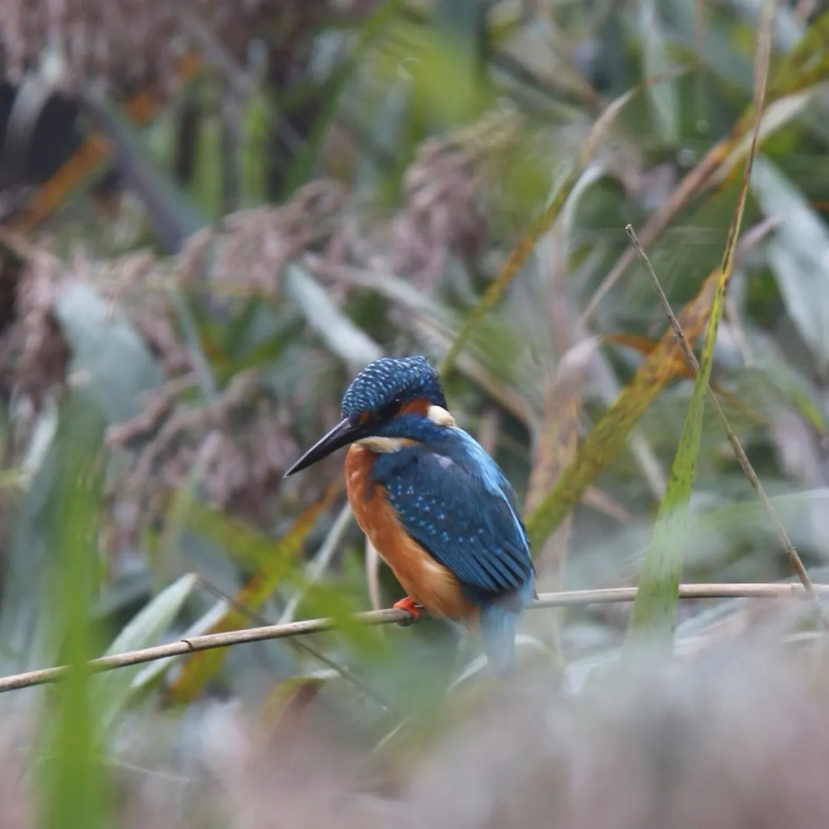 Spotted Common Kingfisher