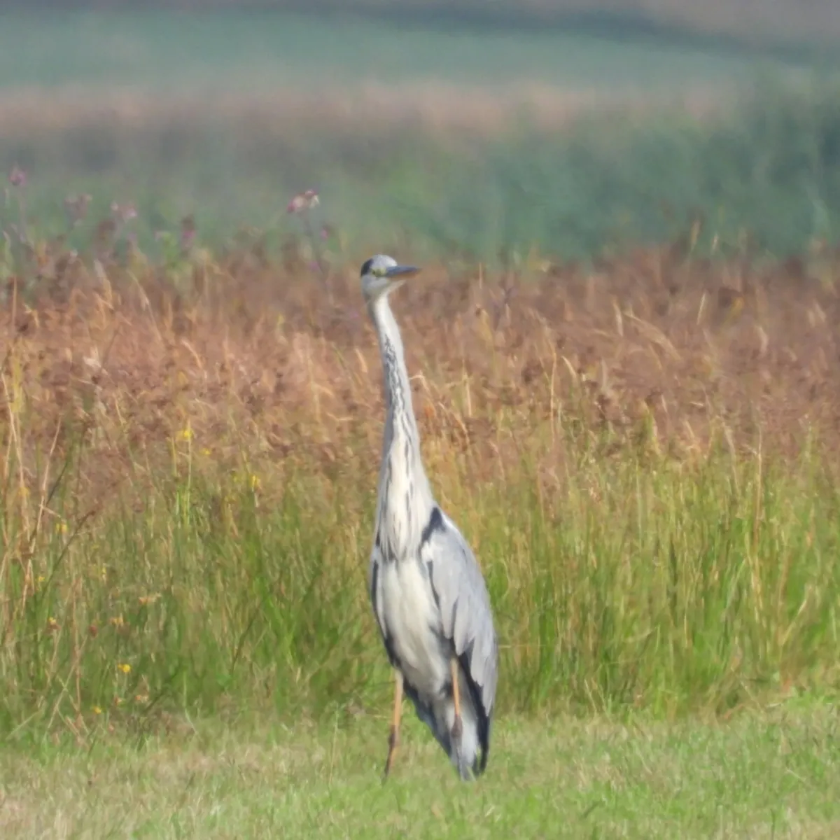 Waargenomen Blauwe reiger