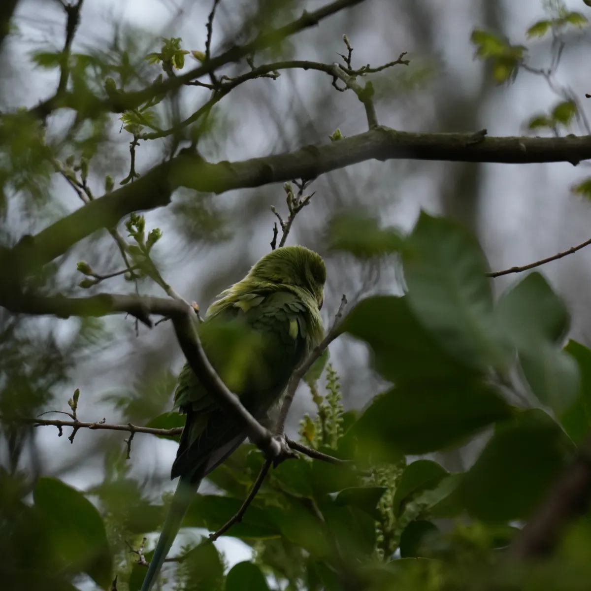 Gespotte Halsbandparkiet
