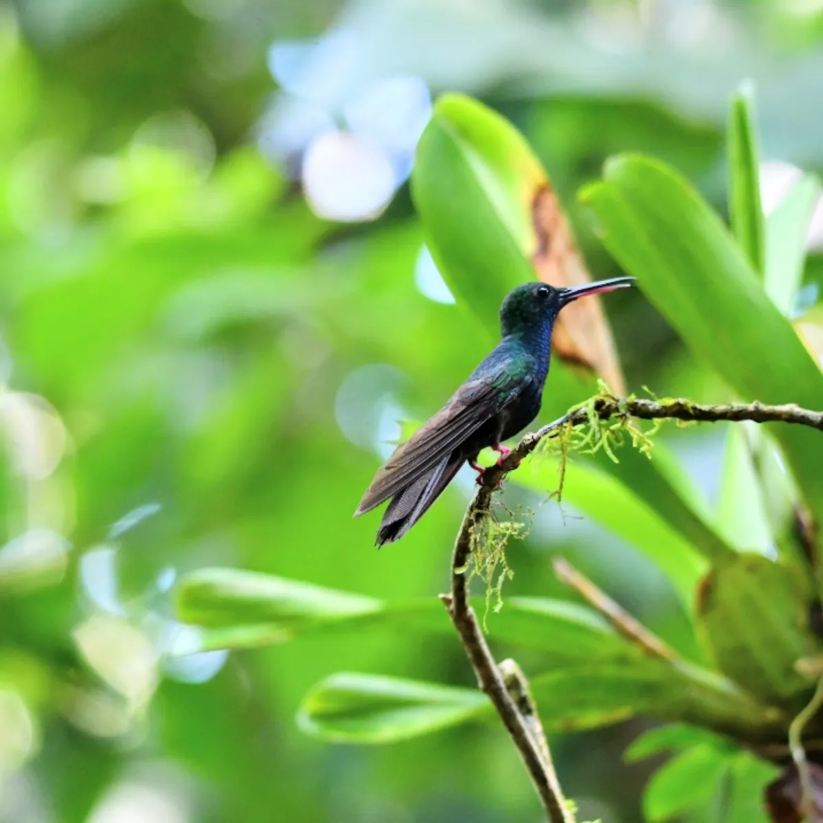 Gespotte Bronsstaartpluimkolibrie