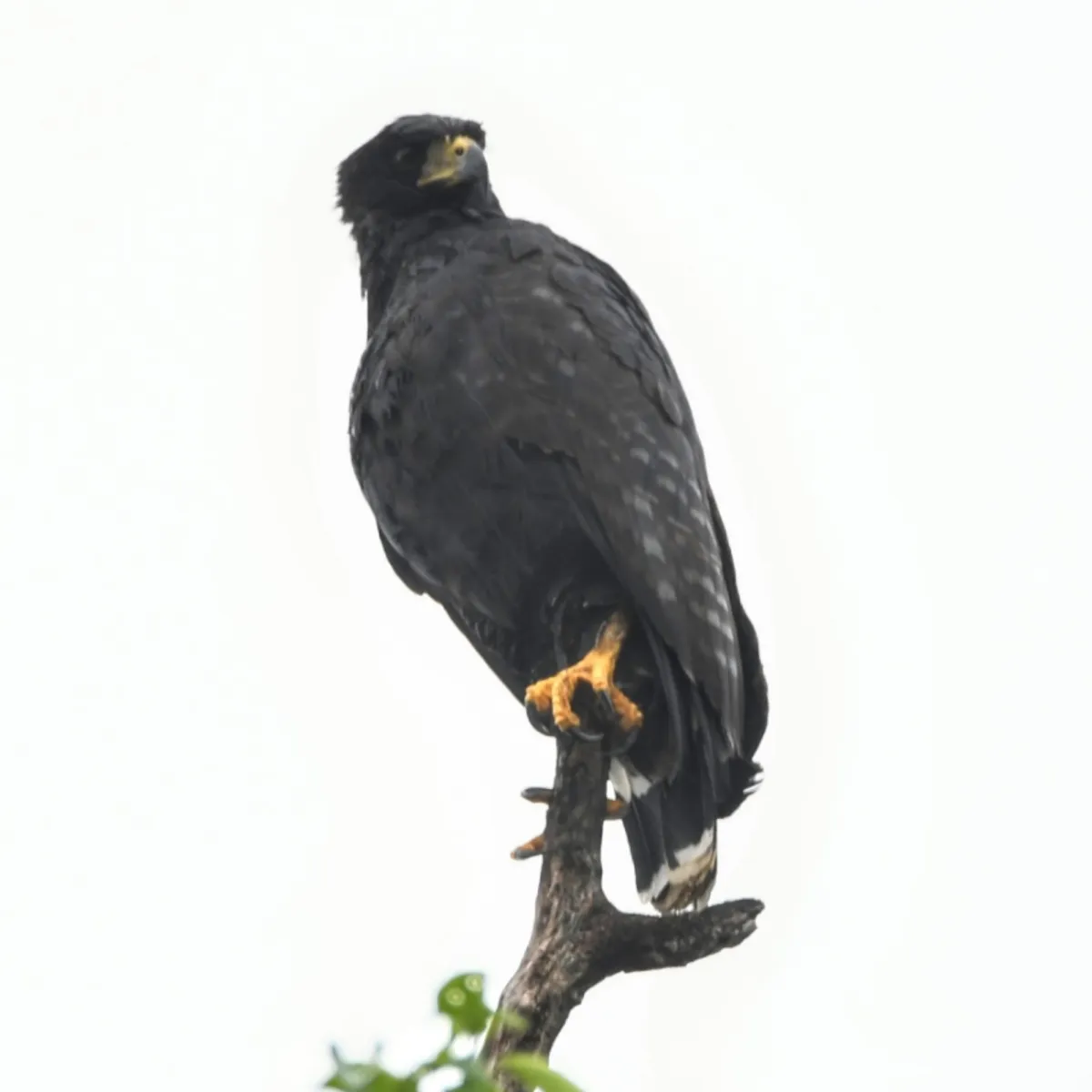 Spotted Long-legged Buzzard
