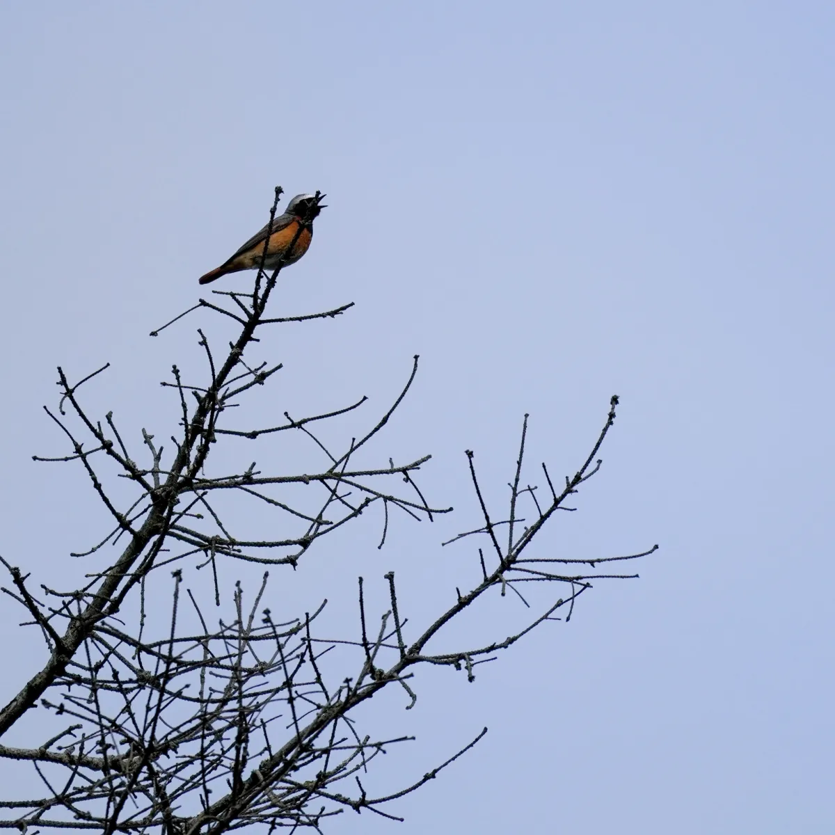 Spotted Common Redstart