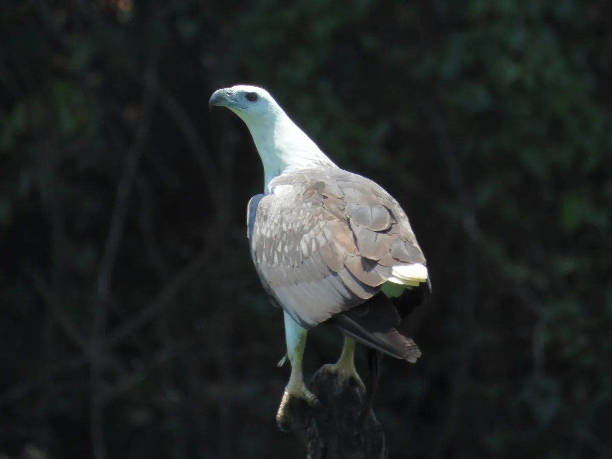 Gespotte Witbuikzeearend
