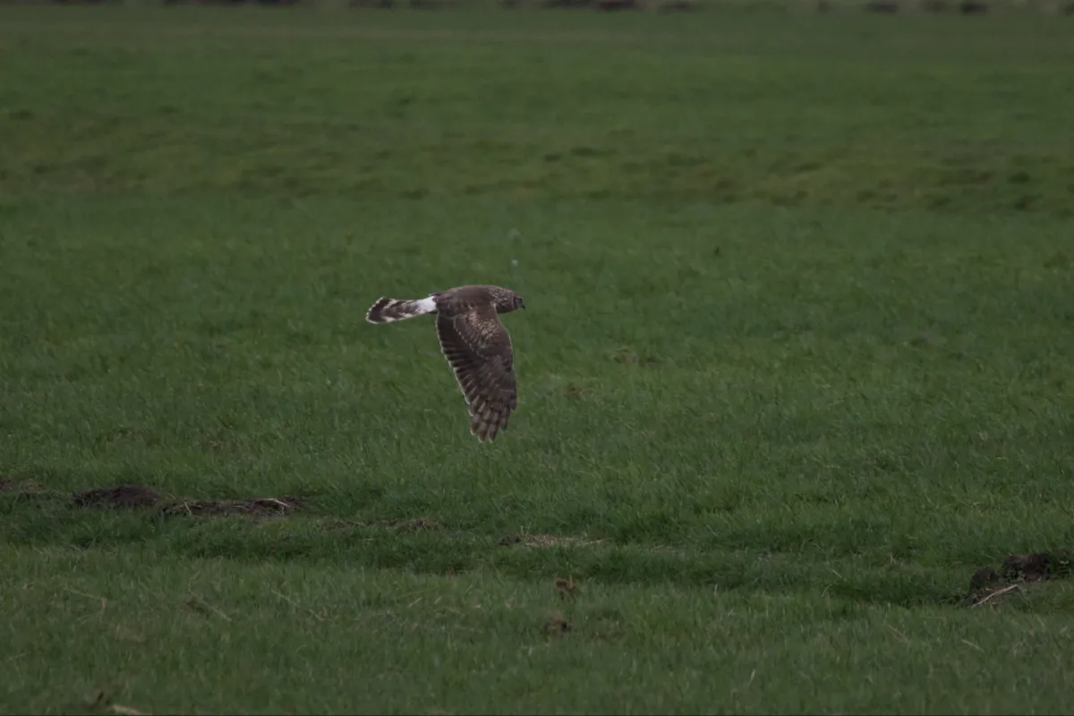 Gespotte Blauwe kiekendief