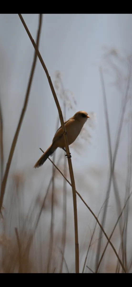 Spotted Bearded Reedling