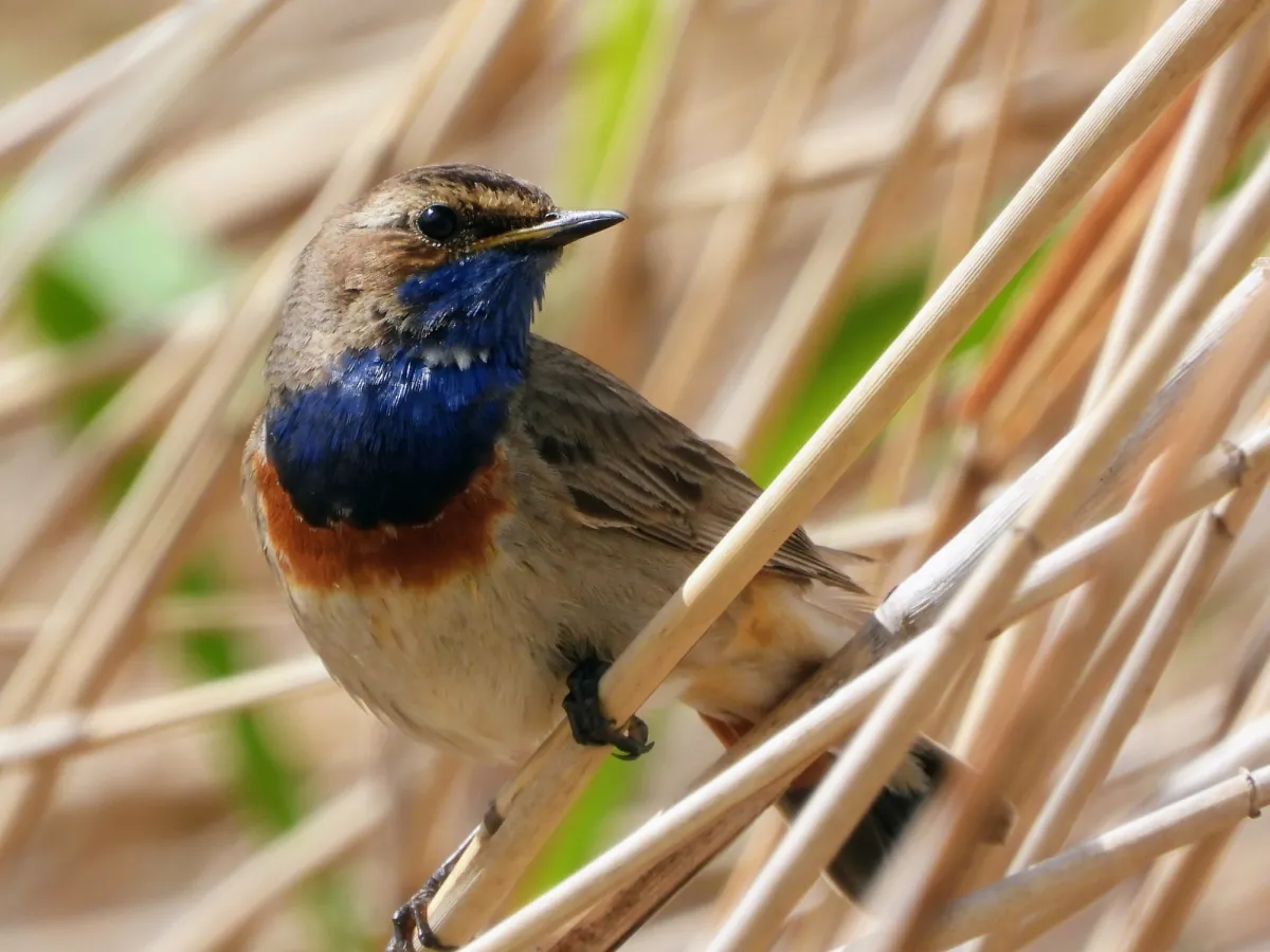 Waargenomen Blauwborst