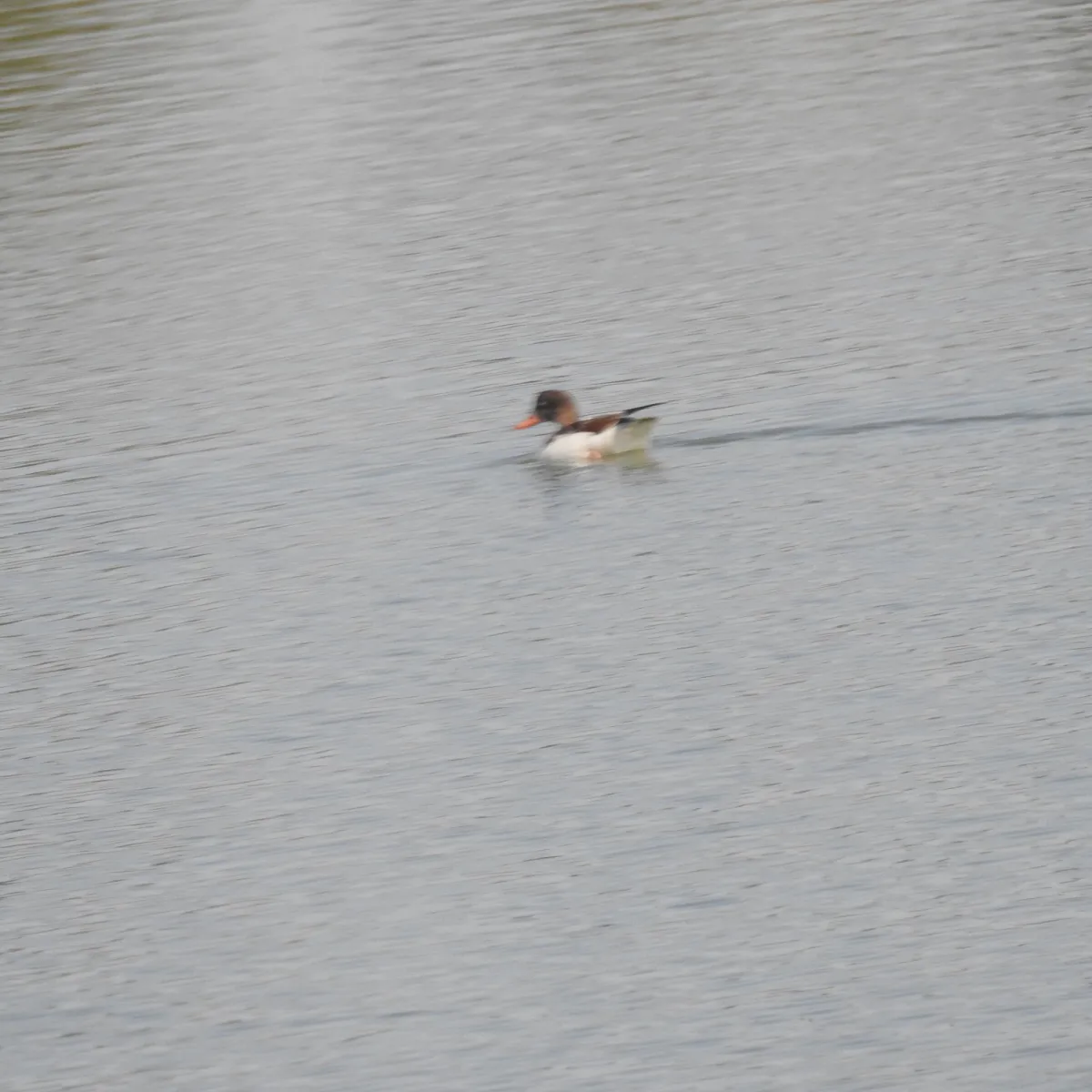 Spotted Common Shelduck