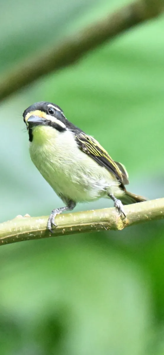 Spotted Yellow-throated Tinkerbird