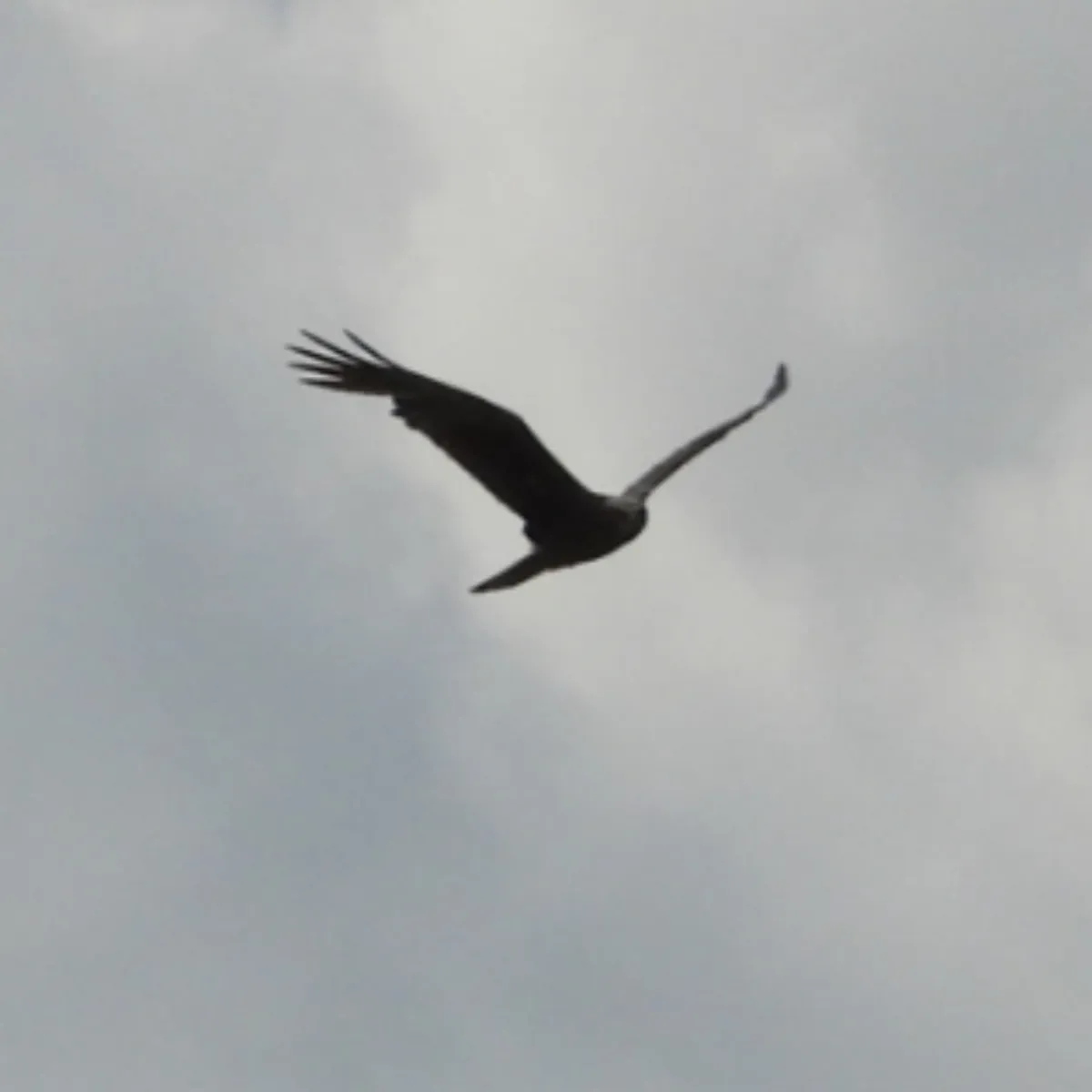 Spotted Western Marsh Harrier