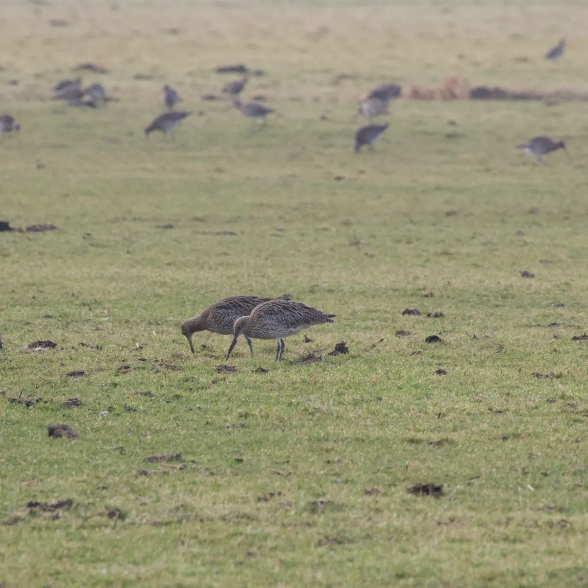 Spotted Eurasian Curlew