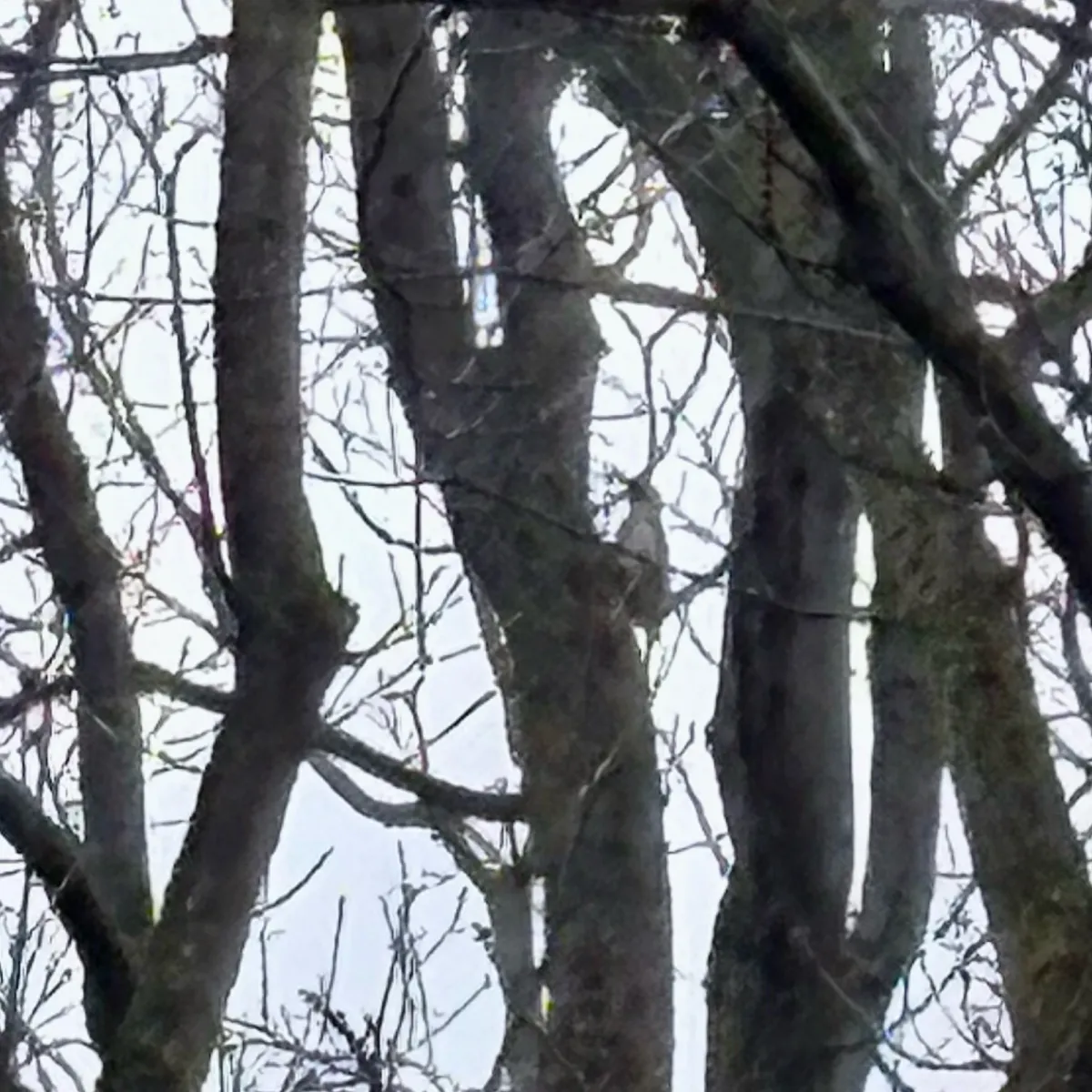 Spotted Eurasian Green Woodpecker