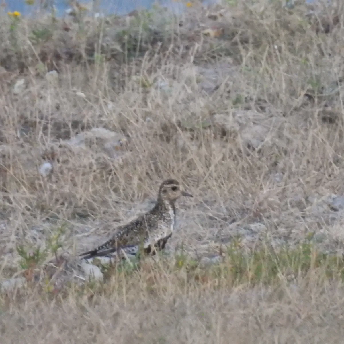 Spotted European Golden-Plover