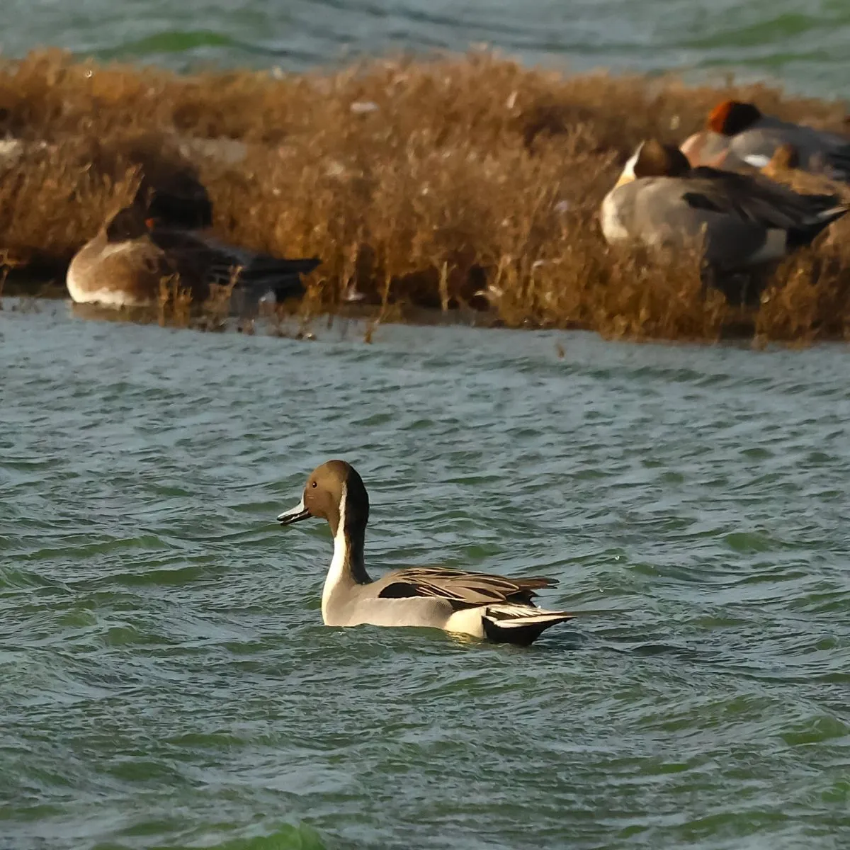Spotted Northern Pintail