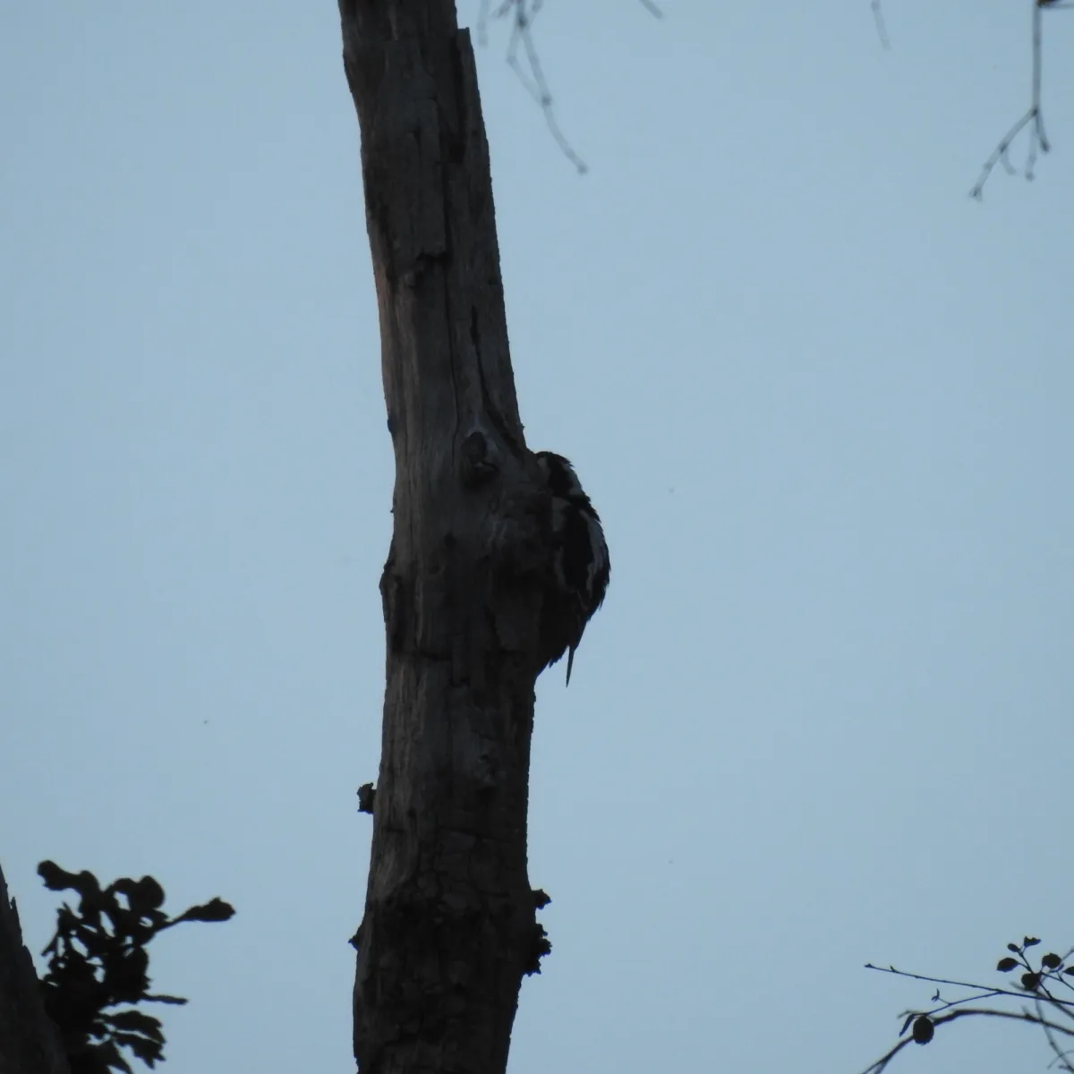 Spotted Great Spotted Woodpecker
