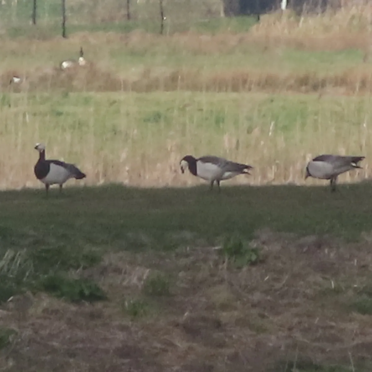Spotted Barnacle Goose