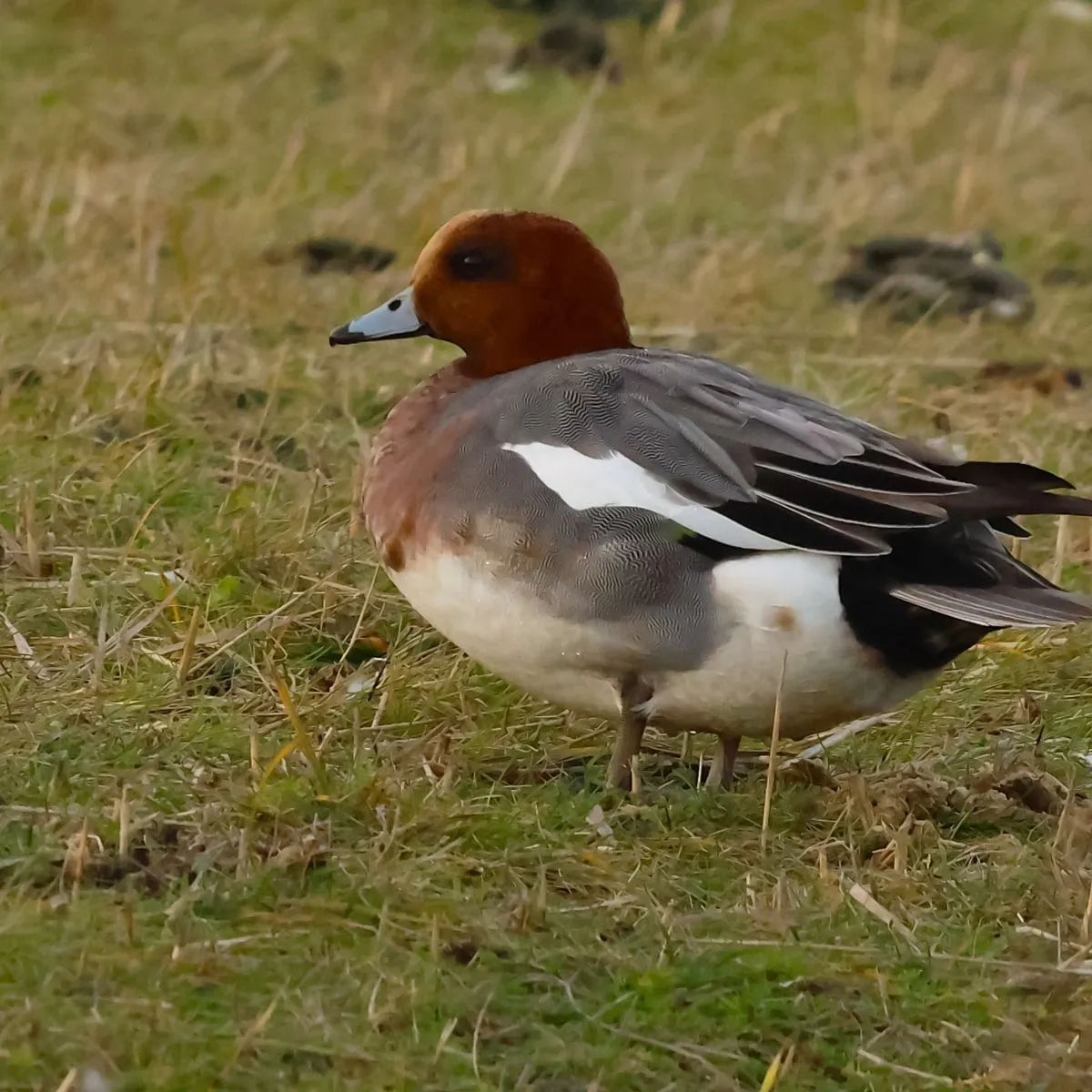 Spotted Eurasian Wigeon