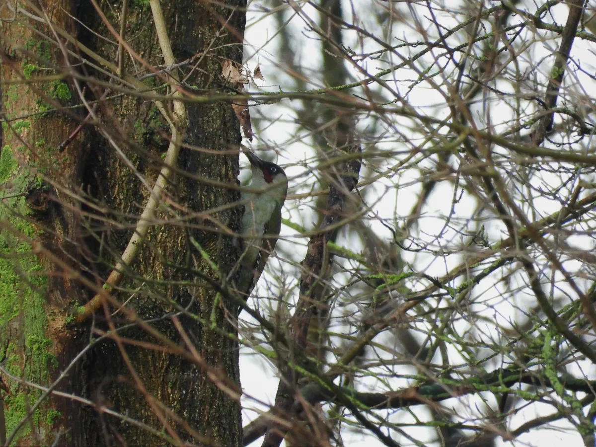 Gespotte Groene specht