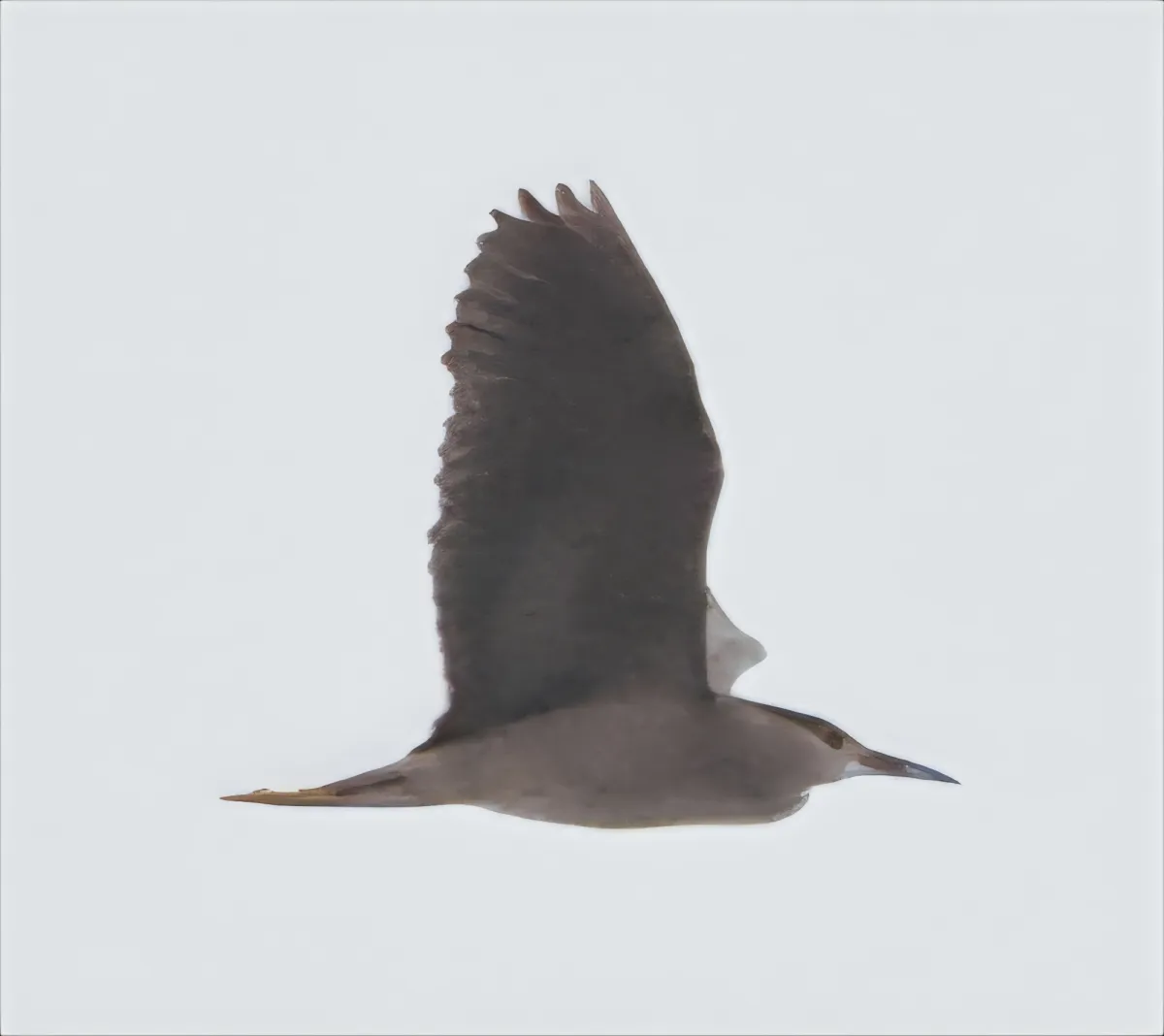 Waargenomen Kwak