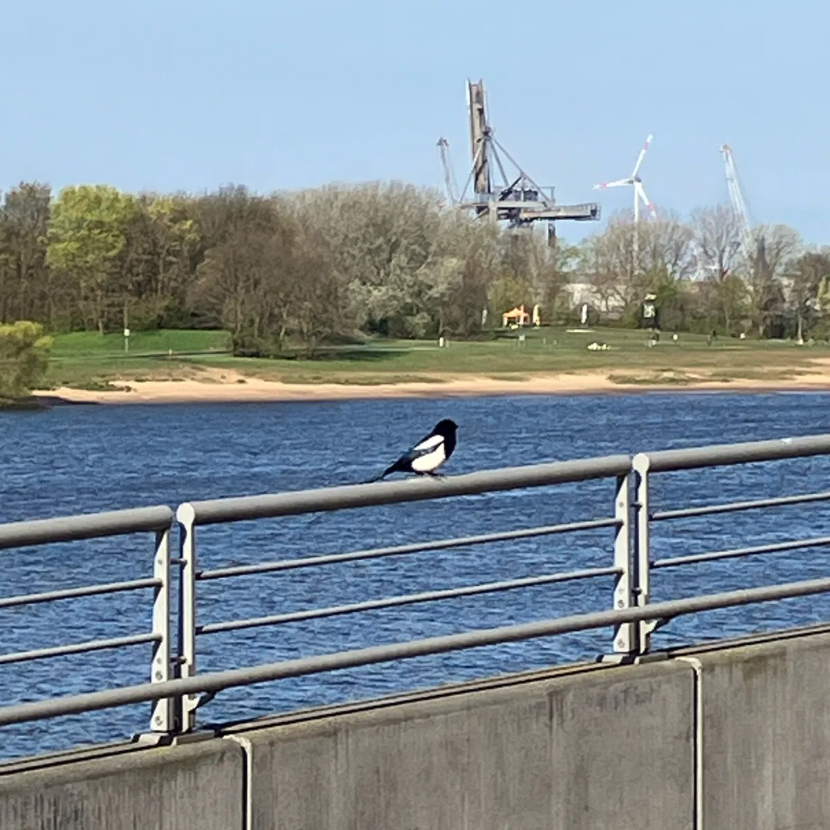 Spotted Eurasian Magpie