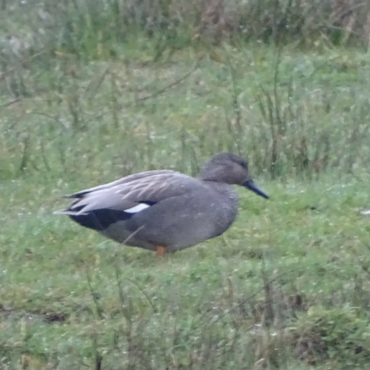 Spotted Gadwall
