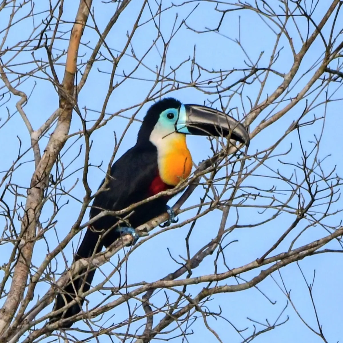 Spotted Channel-billed Toucan