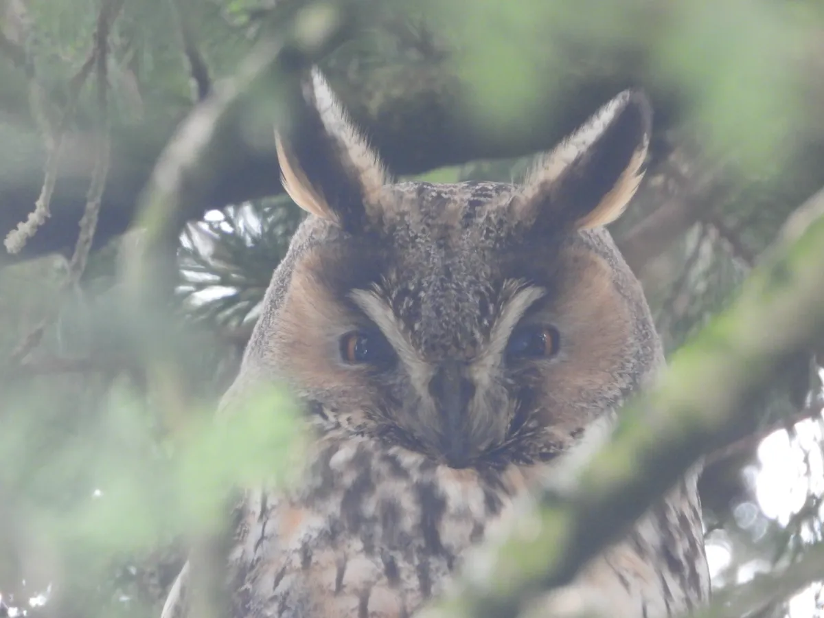 Spotted Long-eared Owl