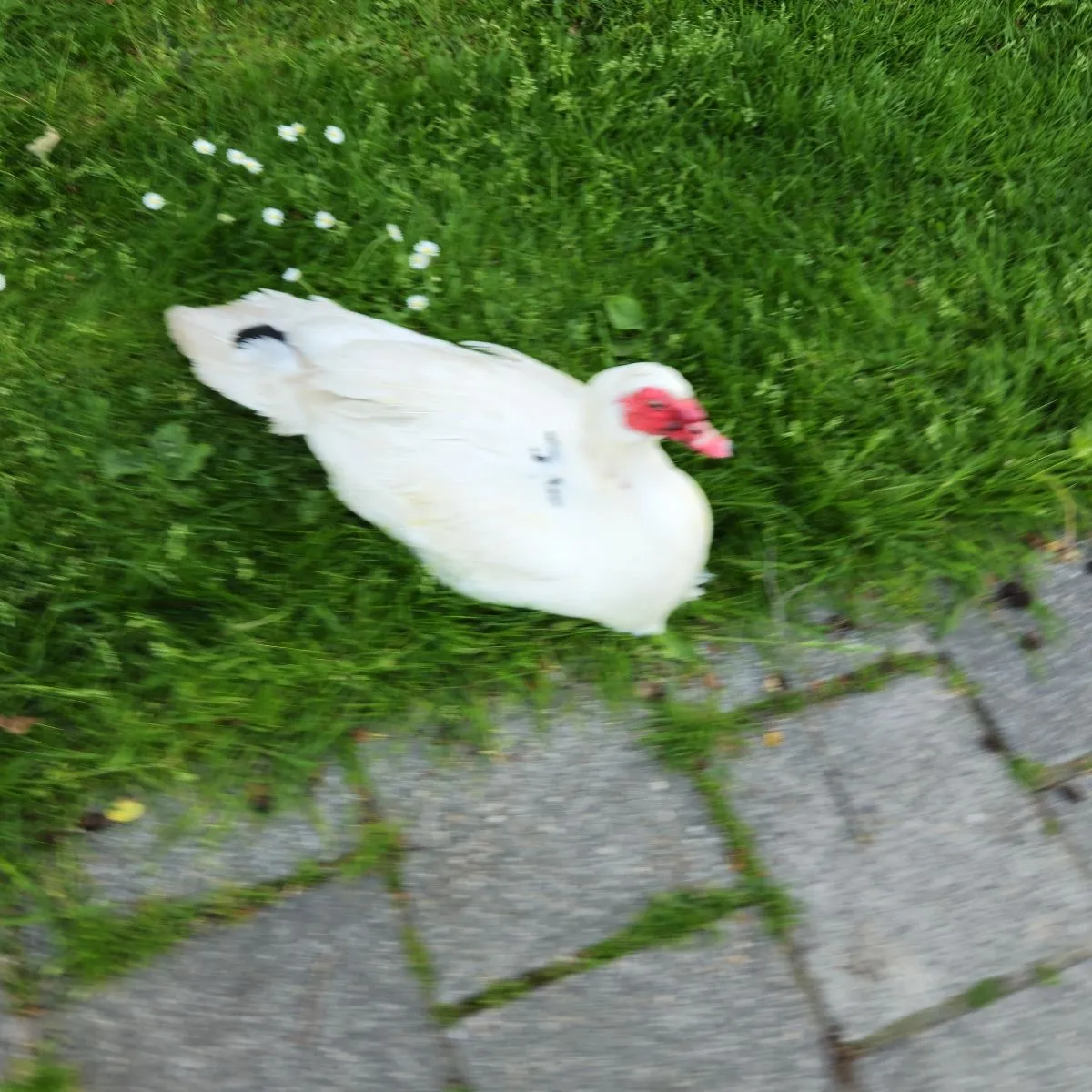 Waargenomen Muskuseend