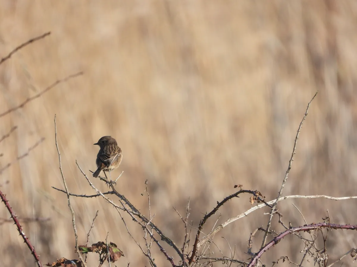Spotted European Stonechat