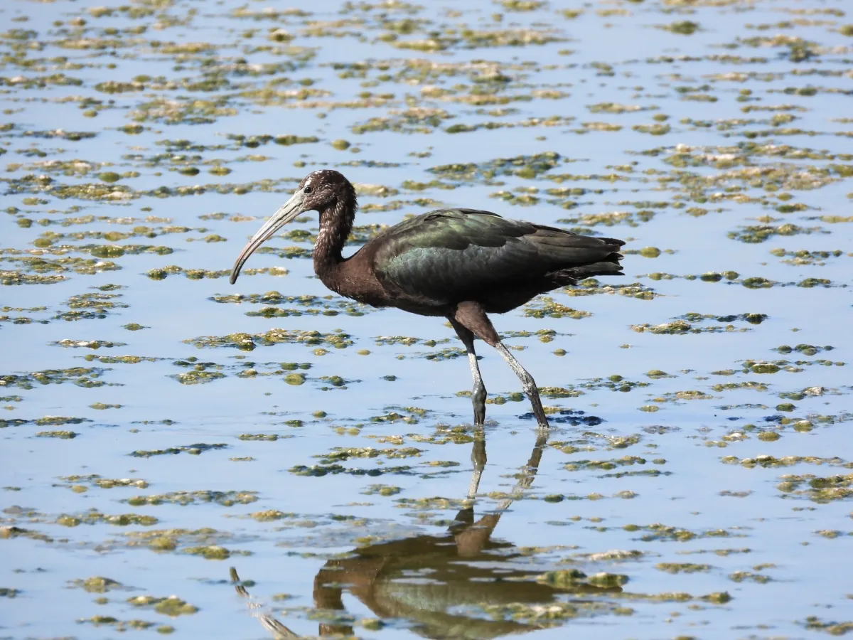 Waargenomen Zwarte ibis