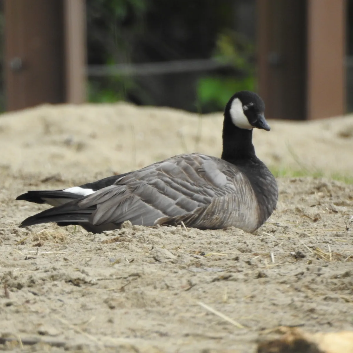 Waargenomen Kleine Canadese gans