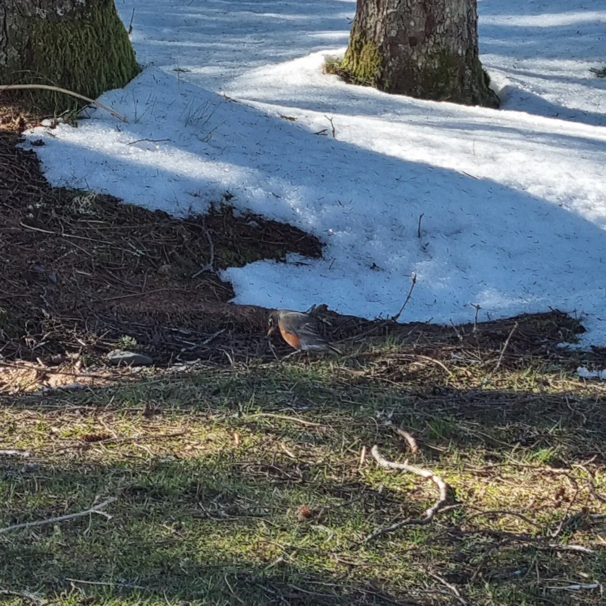 Gespotte Roodborstlijster