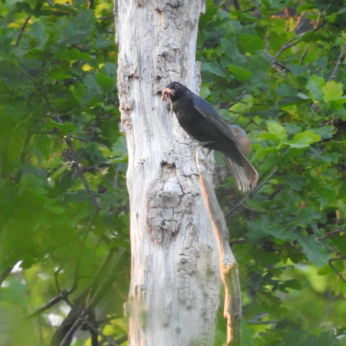 Spotted Eurasian Blackbird