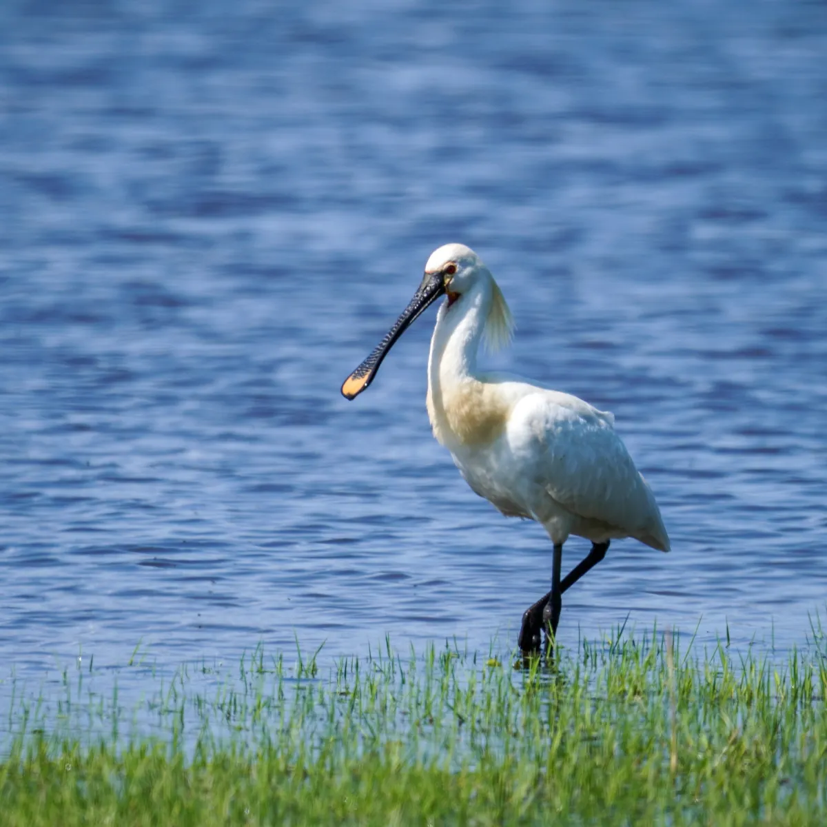 Spotted Eurasian Spoonbill