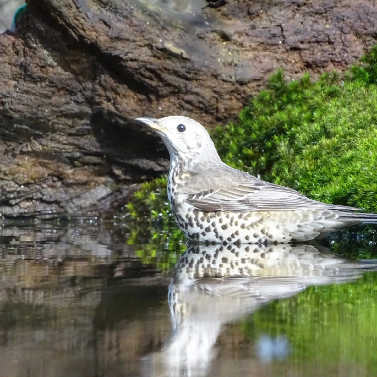 Gespotte Grote lijster