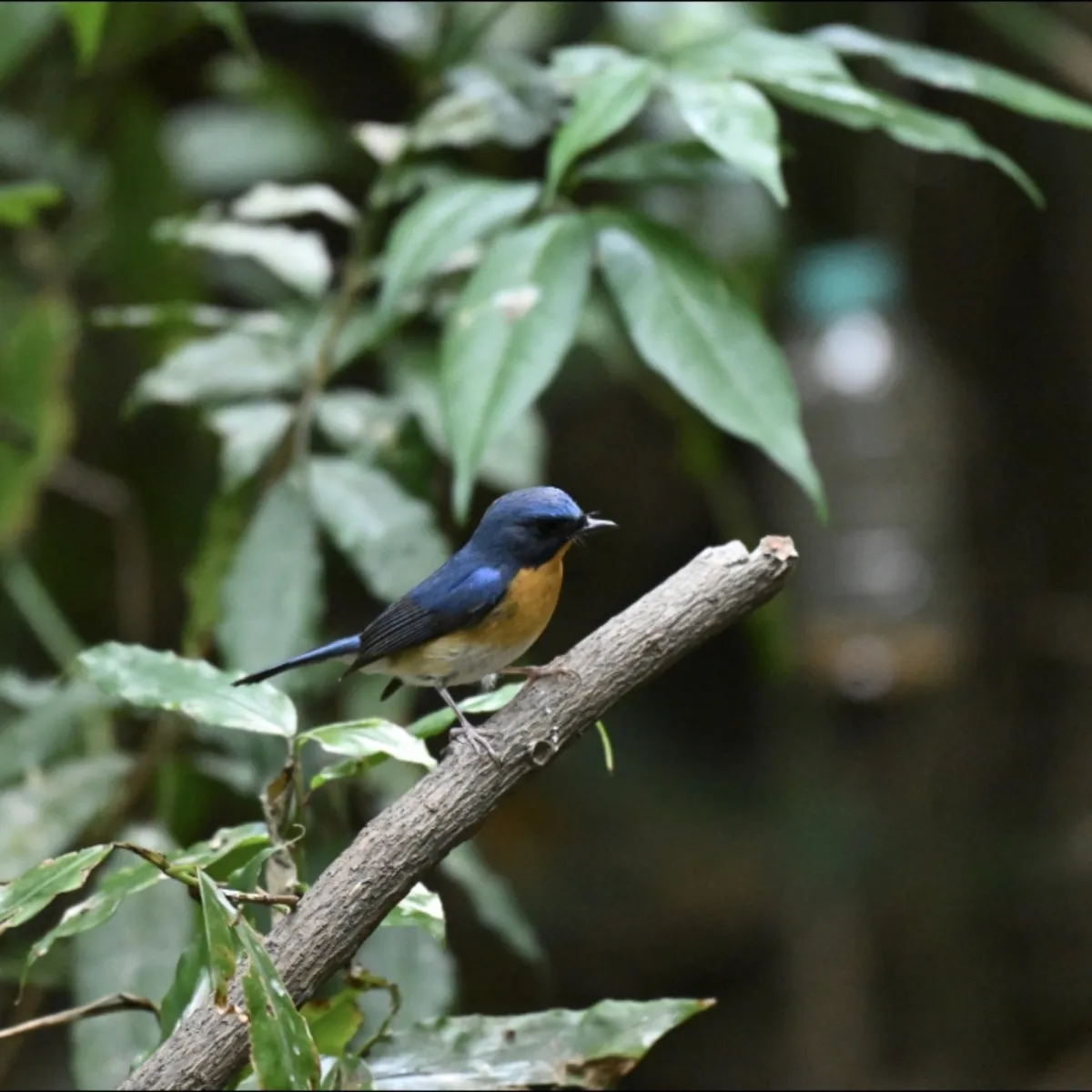 Gespotte Bergniltava