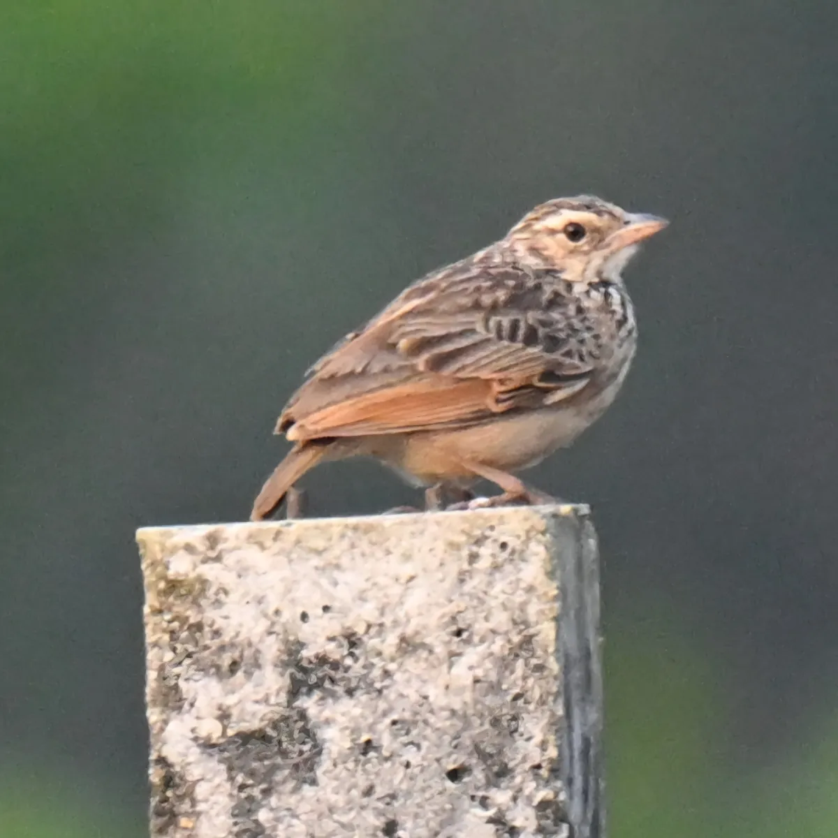 Gespotte Indochinese struikleeuwerik
