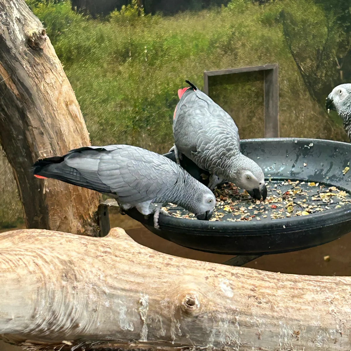Gespotte Grijze roodstaartpapegaai