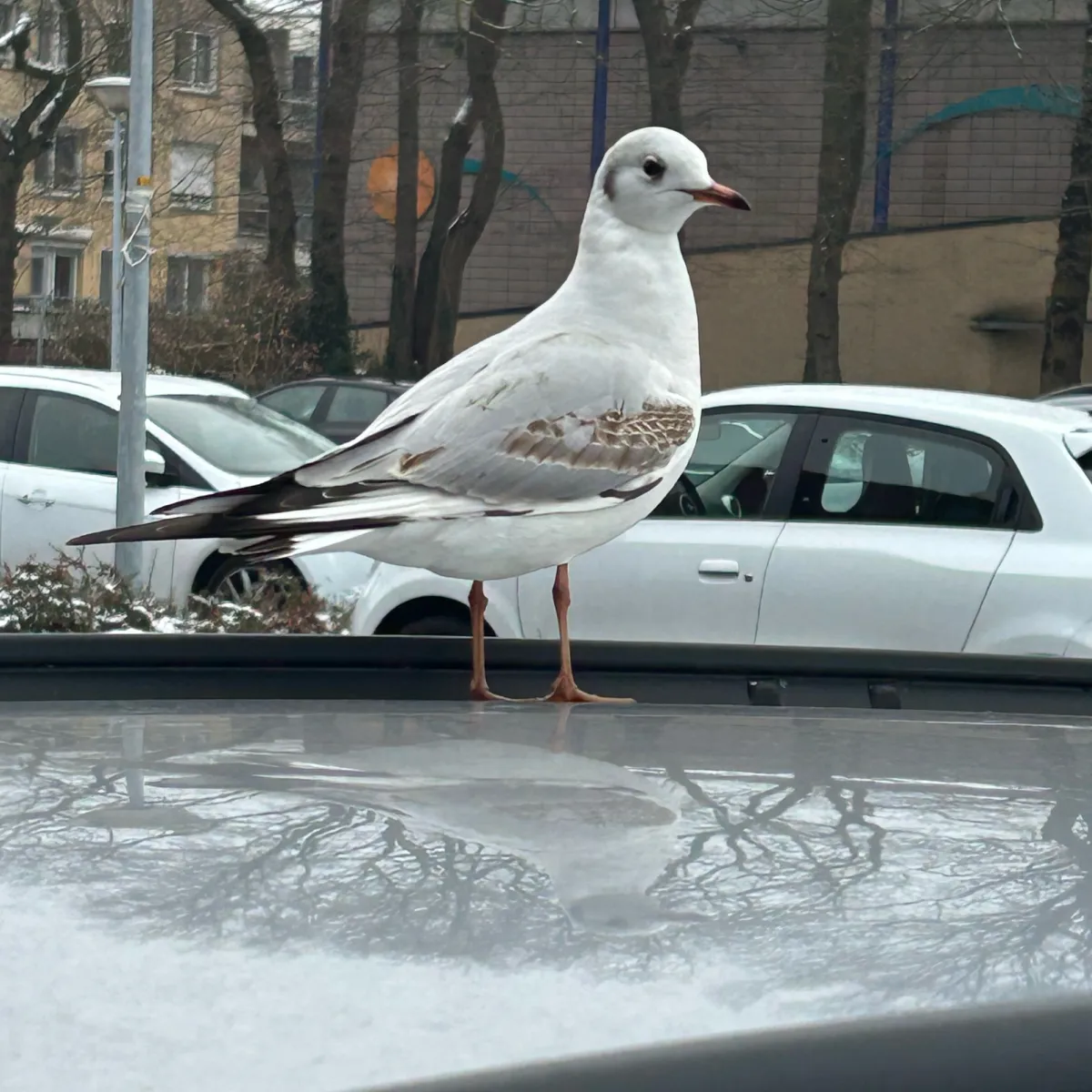 Spotted Black-headed Gull