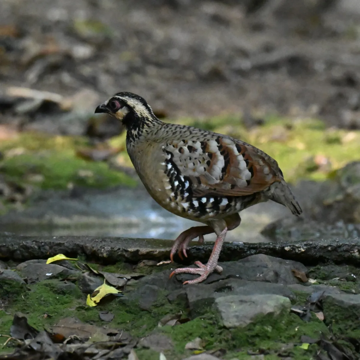 Gespotte Bruinborstbospatrijs