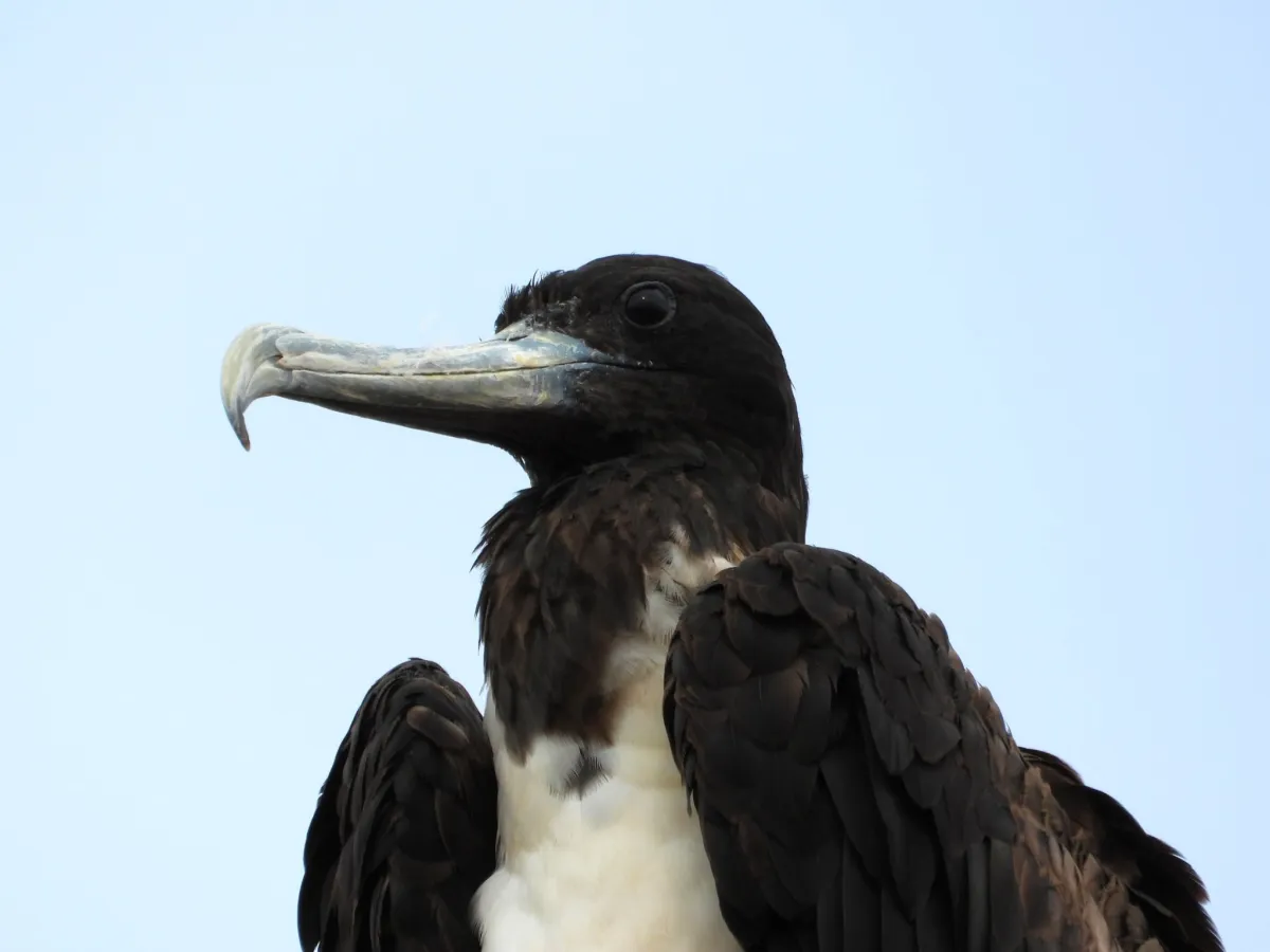 Waargenomen Amerikaanse fregatvogel